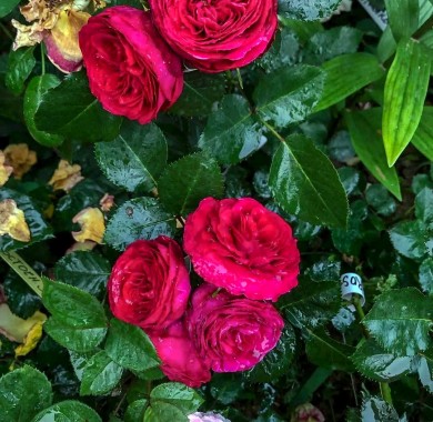 Роза Руби Бижу Розы
