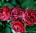 Роза Руби Бижу Розы