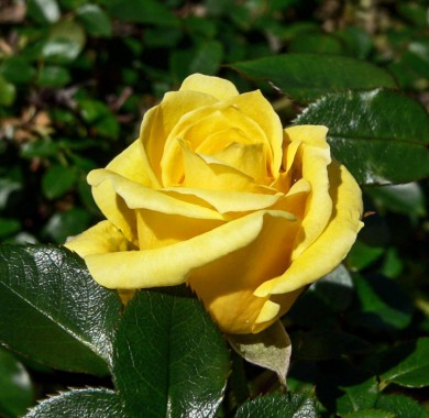 Роза Хаммер Розы
