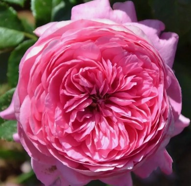Роза Кэри Розы