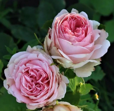 Роза Эден Романтика Розы