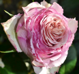 Роза Эден Романтика Розы