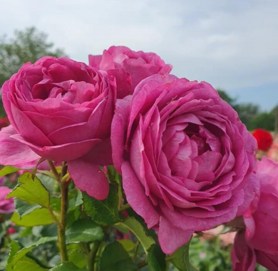 Роза Тельма Розы