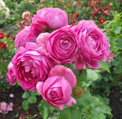 Роза Тельма Розы