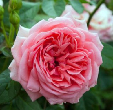 Роза Кимоно Розы