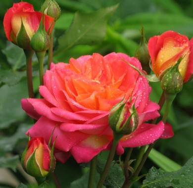 Роза Мидсаммер Розы
