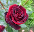 Роза Черный Принц Розы