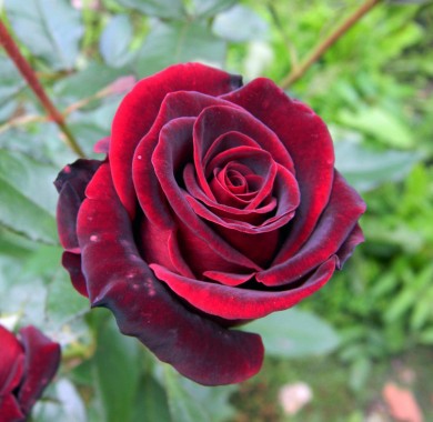 Роза Черный Принц Розы