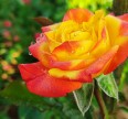 Роза Самба Розы