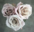 Роза Мента Розы