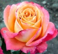 Роза Экзотика Розы