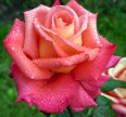 Роза Экзотика Розы