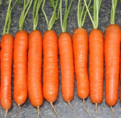 Морковь столовая Юкон F1 Морковь