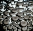 Вешенка, Штамм АК (Китай) Мицелий грибов