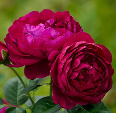 Штамбовая роза Аскот Розы