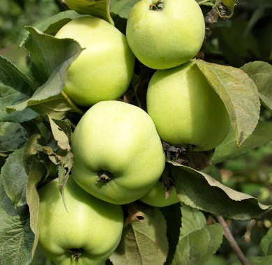 Яблоня Антоновка (MM106) Яблони