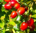 Шиповник садовый Яблочный Прочие