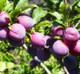 Сливово-вишневый гибрид Опата Сливы