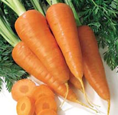 Морковь Каротина Морковь