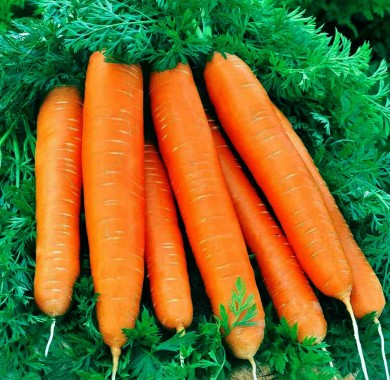 Морковь Нектар Морковь