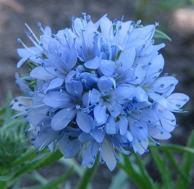 Гилия головчатая синяя Семена цветов