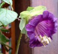 Кобея лазающая фиолетовая Семена цветов