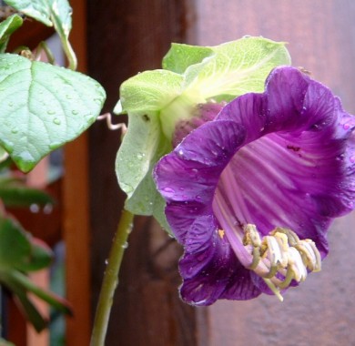 Кобея лазающая фиолетовая Семена цветов