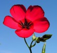 Лен крупноцветковый красный Семена цветов