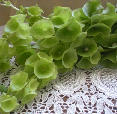 Молюцелла Ирландские колокольчики Семена цветов