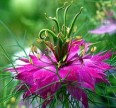 Нигелла (Чернушка) розовая Семена цветов