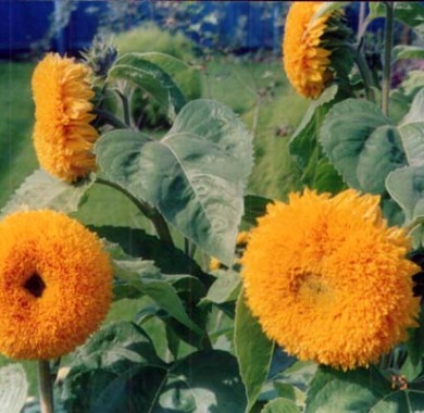 Подсолнечник Сан Голд махровый желтый Семена цветов