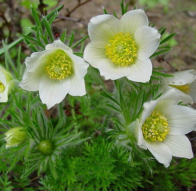 Пульсатилла (Прострел, Сон-трава) белая Семена цветов