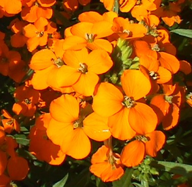 Хейрантус Чери (Лакфиоль) Семена цветов