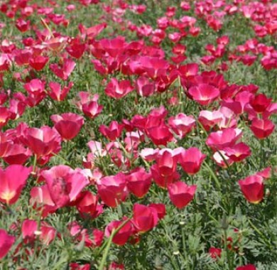 Эшшольция калифорнийская карминно-розовая Семена цветов